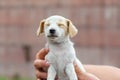 Little puppy is scared shut his eyes in the male hand Royalty Free Stock Photo