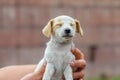 little puppy is scared shut his eyes in the male hand Royalty Free Stock Photo