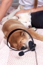 Little puppy shiba inu is lying on the bed with his owner at home with headphones in his ears Royalty Free Stock Photo