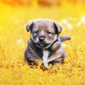 Little puppy sitting in the bright Sunny grass in the garden Royalty Free Stock Photo