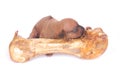 Little puppy sleeping on big bone Royalty Free Stock Photo