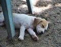 Little puppy sleeping in the sun on the floor Royalty Free Stock Photo