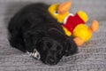 Little puppy sleeps with a plush toy Royalty Free Stock Photo