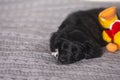 Little puppy sleeps with a toy Royalty Free Stock Photo