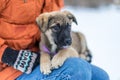 Little puppy in the snow Royalty Free Stock Photo