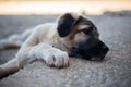 Little puppy spanish mastiff lying down Royalty Free Stock Photo