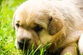 Little puppy in spring Royalty Free Stock Photo