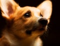 Little Puppy Welsh Corgi sitting in front of a black background