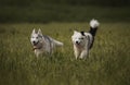 A little puppy of the yakutian laika in the field. And husky