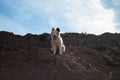 The little puppy of yakutian laika goes for a walk in mountains