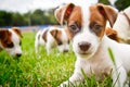 Little puppys are walking and playing on the street in the grass