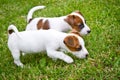 Little puppys are walking and playing on the street in the grass