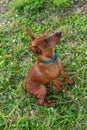 Little pure bread miniature pinscher waiting for treat looking up