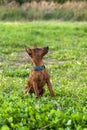 Little pure bread miniature pinscher waiting for treat looking up.