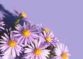 The little purple asters on a purple background. Bouquet of autumn flowers Royalty Free Stock Photo