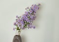 The little purple asters on a white background. Bouquet of autumn flowers in ceramic vase Royalty Free Stock Photo