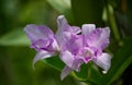 Little purple cattleya orchid flower in natural light Royalty Free Stock Photo