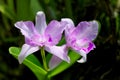 Little purple cattleya orchid flower in natural light Royalty Free Stock Photo