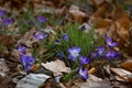 Little purple spring flower, crocus grows under the leaves in a nice city park. Royalty Free Stock Photo