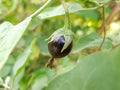 Little purple eggplant