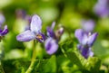 Little purple first spring flowers bloom