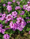 Little purple flower of allysum in the garden Royalty Free Stock Photo