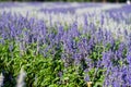 Little purple flower fields