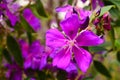 Little purple flower in the garden Royalty Free Stock Photo