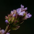 A little purple flower macro Royalty Free Stock Photo