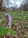 Little purple flower in a mountain meadow. Royalty Free Stock Photo