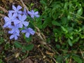 Little purple flower