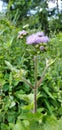 Little purple flower. Nice colors, spring nature bloom. Royalty Free Stock Photo