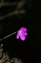 Little purple flower with rain drops on black background Royalty Free Stock Photo