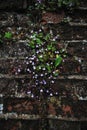 Little purple flowers attached on brick wall