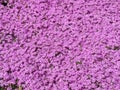 Little Purple Flowers Background in Spring