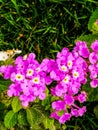 The Little Purple Flowers