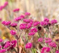 Little Purple Flowers