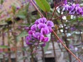 Little purple flowers in a spring day