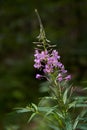 Little purple mountain flowers