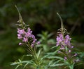 Little purple mountain flowers