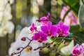 Little purple orchid on nature background Royalty Free Stock Photo