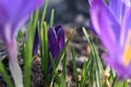 A little purple spring crocus Royalty Free Stock Photo