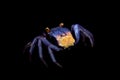 Little Purple Vampire Crab isolated on black