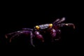 Little Purple Vampire Crab isolated on black