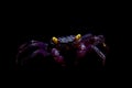 Little Purple Vampire Crab isolated on black