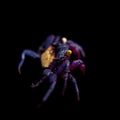 Little Purple Vampire Crab isolated on black