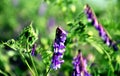 Purple wild flower closeup with blurred soft green background. spring scene.