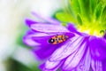 Little Pyrrhocoridae bug climbing on a violet daisy Royalty Free Stock Photo
