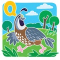 Little quail. Alphabet Q