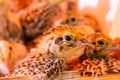 Little quail in brooder close up Royalty Free Stock Photo